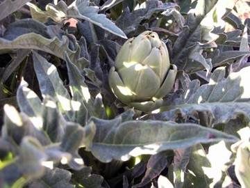 Container Gardening Yields Two Artichoke Crops in a year