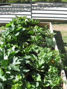 Gardening with Children growing vegetables in the raised bed