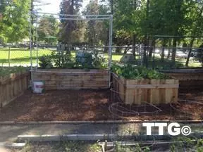 Several beds growing plants in the shade.